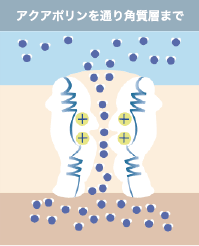 アクアポリンを通り角質層まで