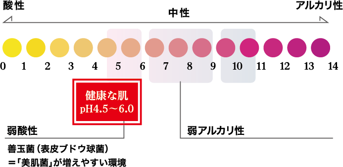 健康な肌:pH4.5〜6.0 = 弱酸性:善玉菌(表皮ブドウ球菌)=「美肌菌」が増えやすい環境