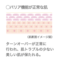 ◯バリア機能が正常な肌 皮脂膜・角質層〈肌断面イメージ図〉 ターンオーバーが正常に行われ、肌トラブルの少ない美しい肌が保たれる。