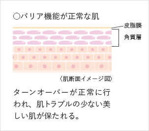 正常なターンオーバーをサポート