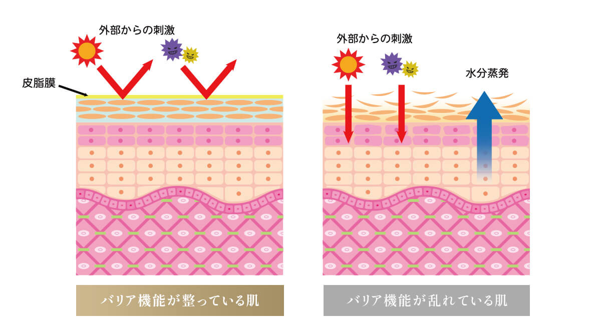 バリア機能について