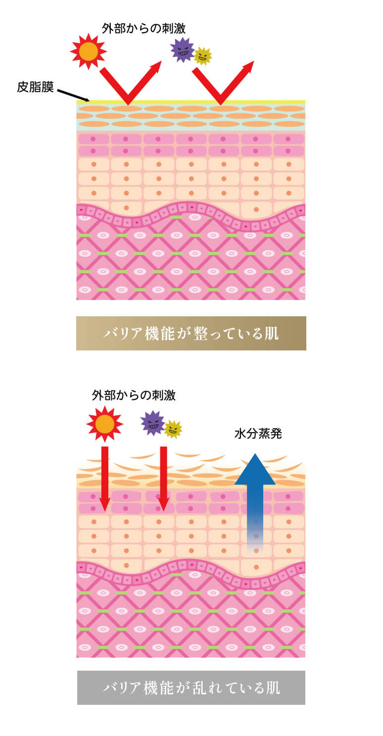 バリア機能について